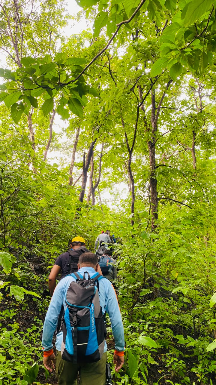 Trekking single file through forest